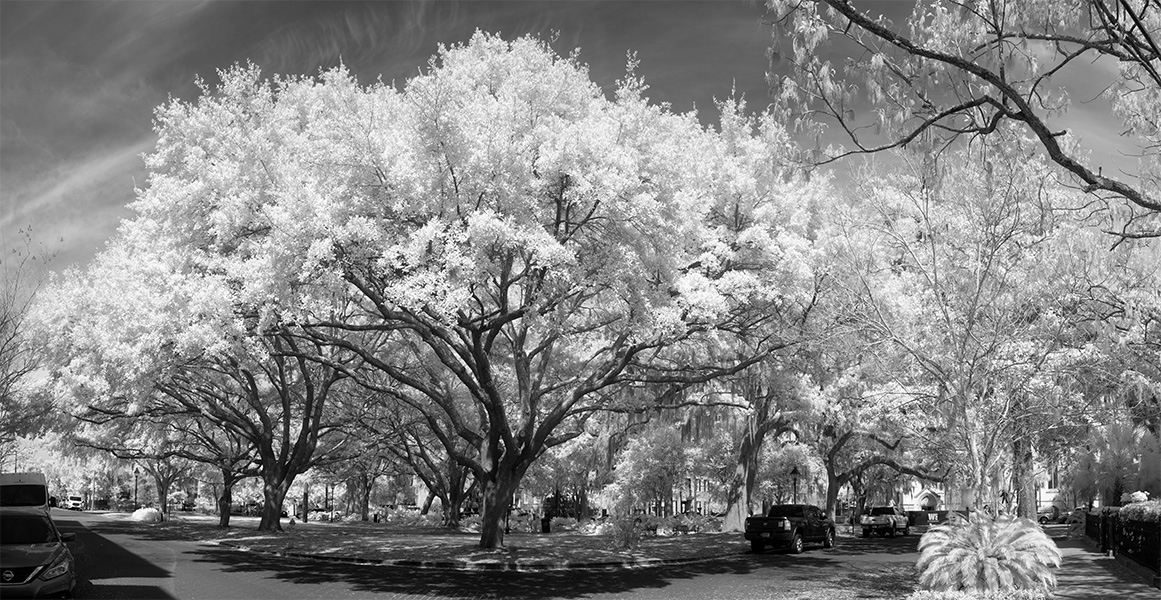 City Square Redolent With Live Oak and Spanish Moss.
